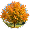 Парротія перська Parrotia persica 0